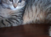 Pure breed Scottish fold kittens