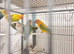 Lovebirds