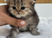 Chinchilla Persian kittens