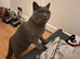 British shorthairs