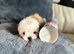 Beautiful imperial Shih Tzu LAST FEMALE