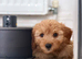 Loving home wanted for our beautiful Havanese puppy