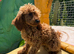 6. months old