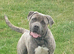 Max 30 month old cane corso