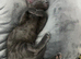 Pure Russian blue