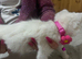 Gorgeous lRagdoll x ragdoll bsh pure white girl READY NOW