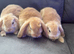 Beautiful Pure Mini Lops