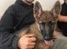 German Shepherds For Sale