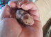 Syrian hamsters for sale