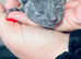 Pure Breed Russian Blue Kittens