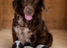 Cocker spaniel pups