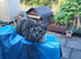 Female kitten for sale