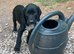 Labrador cross cocker spaniel puppies.