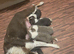 DNA tested Lilac and Blue Tri from ISDS Parents