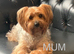 Yorkshire Terrier puppies