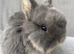 Mini lops (2 boys 1 girl)