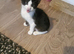 Kitten for sell