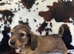 KC Cream mini dachshunds