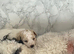 Poochon puppies