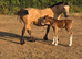Mare & foal