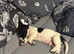 Jack Russell puppy