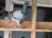 This birds for sale