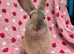 Silly tame 11wk female Ginger harli plush mini lop