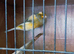 2026 yorkshire canary