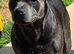For stud!! Ace our proven blue staffie