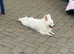 Miniature Pomeranian girl