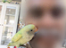 2 Beautiful Baby Love Birds for Sale
