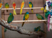 Turquoisine parakeet  pairs only