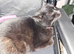 Luna for sale to good home