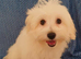 BEAUTIFUL MALTIPOO GIRLS READY TO GO!