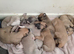 13th generation working lurcher pups