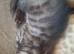 Bengal kittens ready now