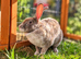 Rex Rabbits