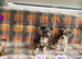 Jack Russell