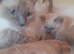 Bluepoint ragdoll kittens