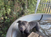 Stunning Blue Staffordshire Bull Terrier