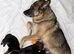 Working Line German Shepherd Puppies