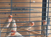 A pair of topaz canaries