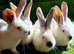 Continental giant/ Giants of Transylvania rabbits