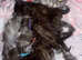 Cute Maine coon cross ragdoll