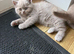 Beautiful British shorthair kittens -Ready now