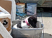7 month old patter Jack female