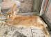 White or Brown New Zealand Rabbits