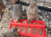4 quail chicks to go