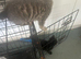 Adorable boy flea worming done fully litter trained