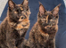 Tica registered Maine coons
